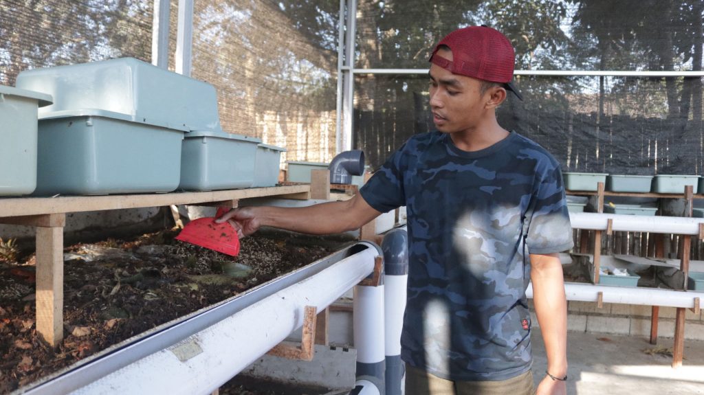 The food waste from the Tujuh Bukit Gold Mine is used as food for maggots.