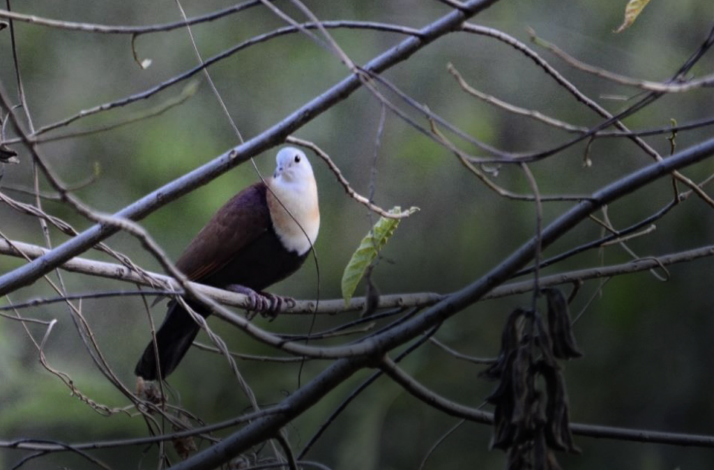 Delimukan Wetar (Gallicolumba hoedtii) in the Wetar Copper Mine.
