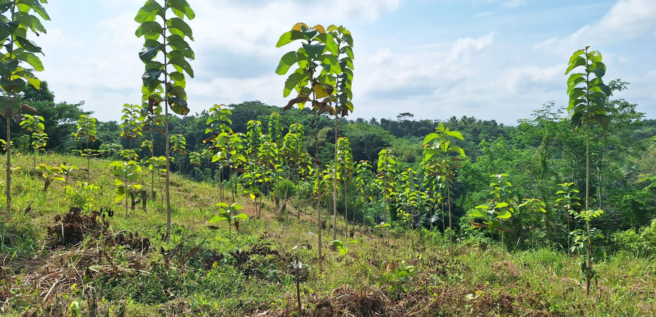Bumi Suksesindo handed over the final portion of compensation land reforestation to the government.